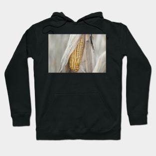 Field Corn Awaiting Harvest Hoodie